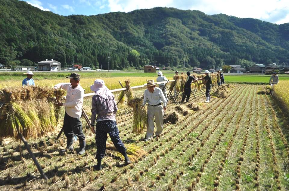 はぜ干し