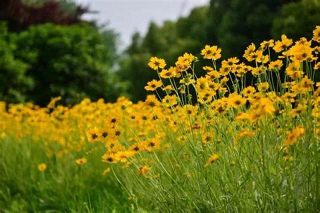 オオキンケイギクの花