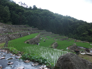 棚田の風景